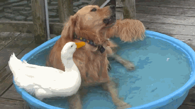 狗狗，生物界滴交际花！-15.gif