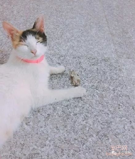 猫咪出去一夜给主人带来丰厚礼物，主人却吓的不敢开门！-1.jpeg