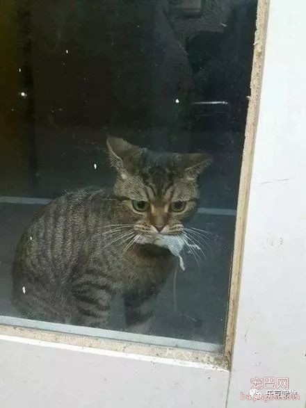 猫咪出去一夜给主人带来丰厚礼物，主人却吓的不敢开门！-3.jpeg
