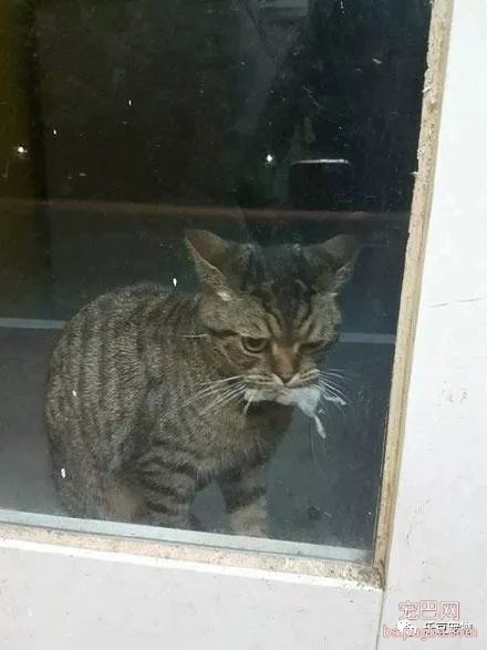 猫咪出去一夜给主人带来丰厚礼物，主人却吓的不敢开门！-4.jpeg