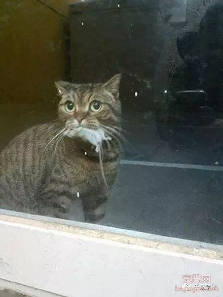 猫咪出去一夜给主人带来丰厚礼物，主人却吓的不敢开门！-2.jpeg