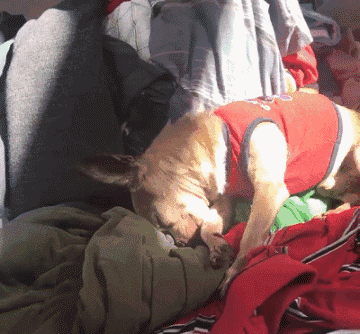 离别九个月，狗狗收到主人寄来的一件臭衣服后，做出了这个举动...-14.gif