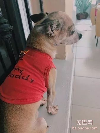 离别九个月，狗狗收到主人寄来的一件臭衣服后，做出了这个举动...-13.jpeg