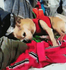 离别九个月，狗狗收到主人寄来的一件臭衣服后，做出了这个举动...-15.gif