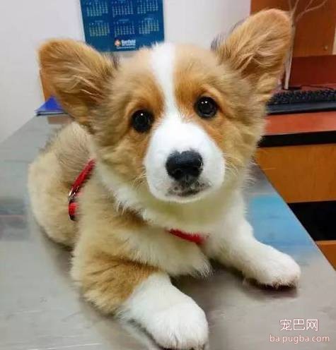 关于狗狗，你不知道的25个秘密！-2.jpeg