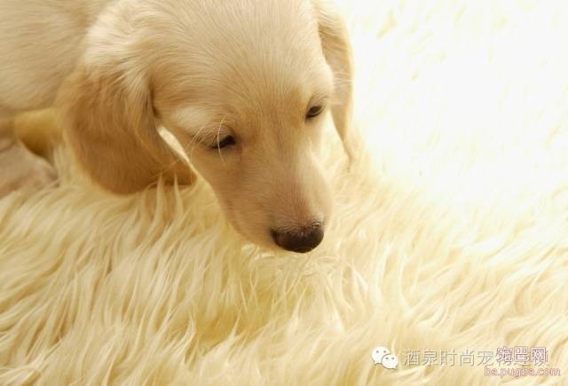 狗狗为什么要打疫苗，狗狗打疫苗的好处-1.jpeg