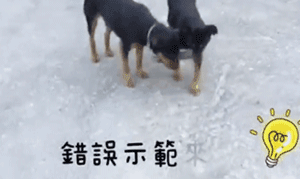 狗狗太爱追车怎么办？机智大妈设计神器阻挠！结果......-2.gif