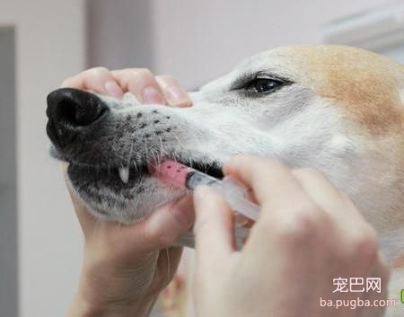 狗狗生病不吃药怎么办？三大方法让狗狗乖乖吃药！-5.jpeg