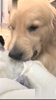 金毛拆坏了三个门框，主人干脆涂上芥末，网友：这绝招厉害！-4.gif
