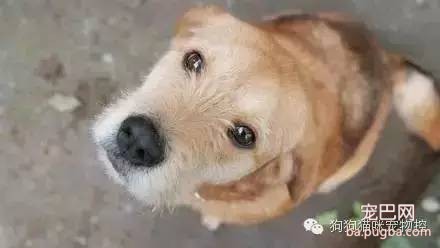 喜欢狗的人，看看你符合吗？-5.jpeg