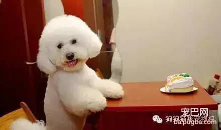 喜欢狗的人，看看你符合吗？-2.jpeg