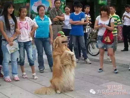 喜欢狗的人，看看你符合吗？-4.jpeg