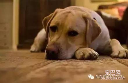 喜欢狗的人，看看你符合吗？-7.jpeg