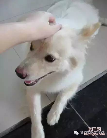 喜欢狗的人，看看你符合吗？-8.jpeg