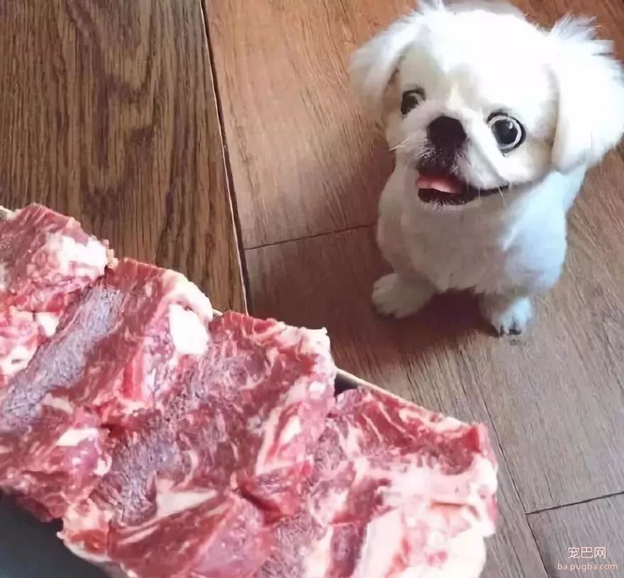夏天到了，狗狗没食欲怎么办呢-1.jpeg