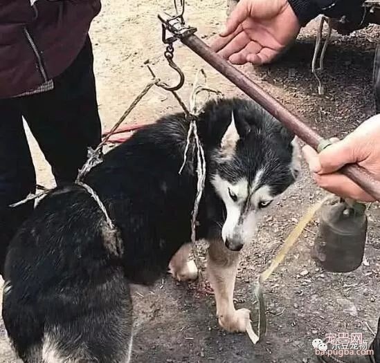 主人把二哈五块钱一斤卖了，它竟然还在乐呵呵，路人：太残忍了！-1.jpeg