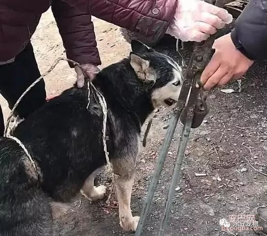 主人把二哈五块钱一斤卖了，它竟然还在乐呵呵，路人：太残忍了！-2.jpeg