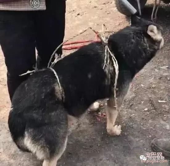 主人把二哈五块钱一斤卖了，它竟然还在乐呵呵，路人：太残忍了！-3.jpeg