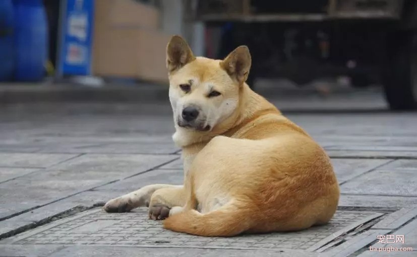中国各省区狗狗品种合集-23.jpeg