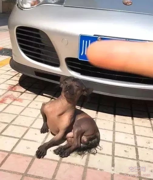 狗狗坐在豪车前晒太阳，车主怎么赶都不走，还对着镜头摆pose！-1.jpg