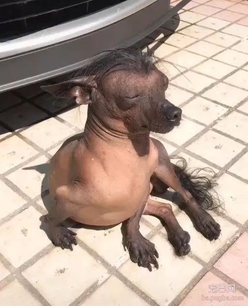 狗狗坐在豪车前晒太阳，车主怎么赶都不走，还对着镜头摆pose！-3.jpg