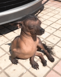 狗狗坐在豪车前晒太阳，车主怎么赶都不走，还对着镜头摆pose！-4.gif
