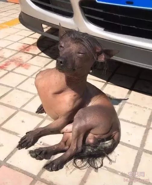 狗狗坐在豪车前晒太阳，车主怎么赶都不走，还对着镜头摆pose！-2.jpg