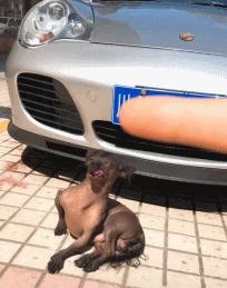 狗狗坐在豪车前晒太阳，车主怎么赶都不走，还对着镜头摆pose！-5.gif