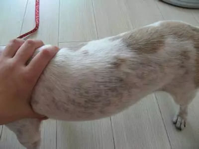 狗狗坐在豪车前晒太阳，车主怎么赶都不走，还对着镜头摆pose！-7.jpg
