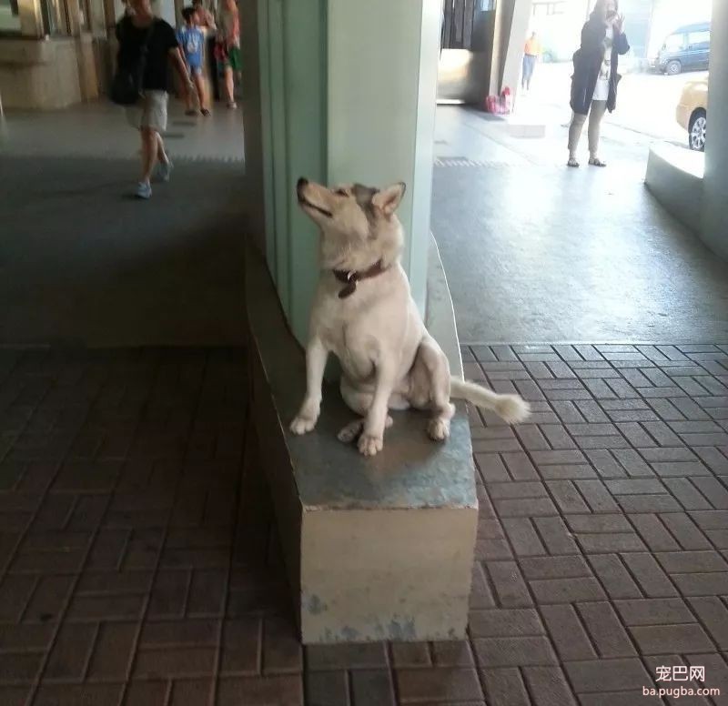 四年前就以打劫路人出名的二哈，现在仍在作案...太猖狂了！-1.jpeg