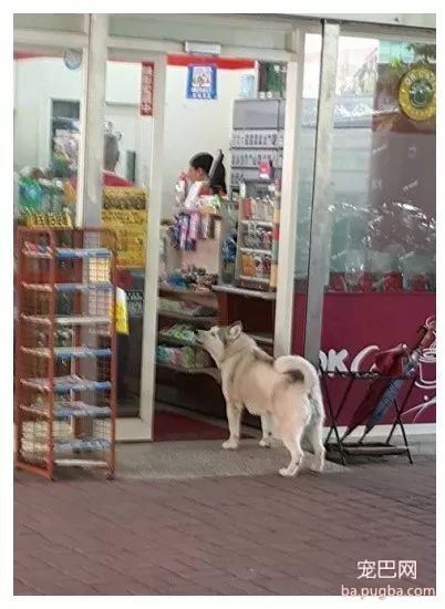 四年前就以打劫路人出名的二哈，现在仍在作案...太猖狂了！-2.jpeg