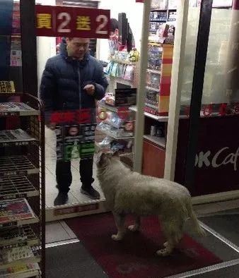 四年前就以打劫路人出名的二哈，现在仍在作案...太猖狂了！-7.jpeg