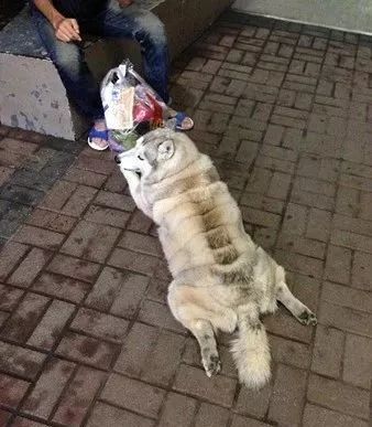 四年前就以打劫路人出名的二哈，现在仍在作案...太猖狂了！-4.jpeg