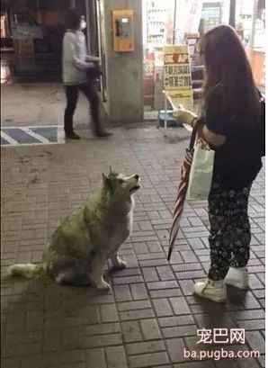 四年前就以打劫路人出名的二哈，现在仍在作案...太猖狂了！-6.jpeg