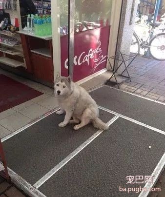 四年前就以打劫路人出名的二哈，现在仍在作案...太猖狂了！-8.jpeg
