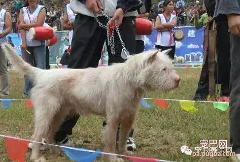 为了咱们中国的狗狗品种 必须转！希望大家不要忘记他们-3.jpeg