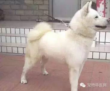 为了咱们中国的狗狗品种 必须转！希望大家不要忘记他们-4.jpeg