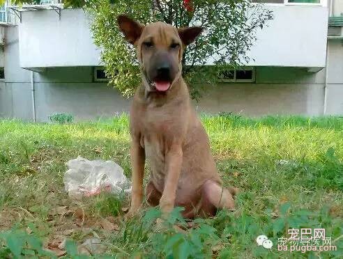 为了咱们中国的狗狗品种 必须转！希望大家不要忘记他们-7.jpeg