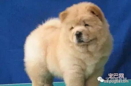 为了咱们中国的狗狗品种 必须转！希望大家不要忘记他们-17.jpeg