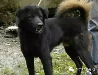 为了咱们中国的狗狗品种 必须转！希望大家不要忘记他们-13.jpeg