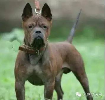 为了咱们中国的狗狗品种 必须转！希望大家不要忘记他们-22.jpeg