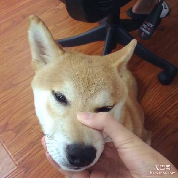 呀，这是谁家的小甜饼？-3.jpeg