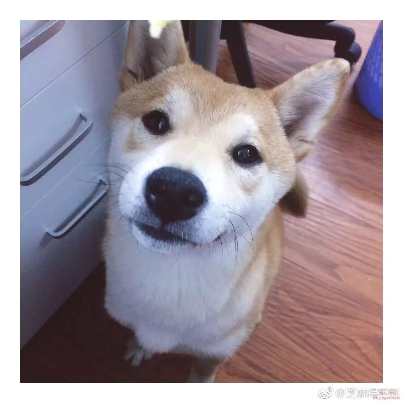 呀，这是谁家的小甜饼？-7.jpeg
