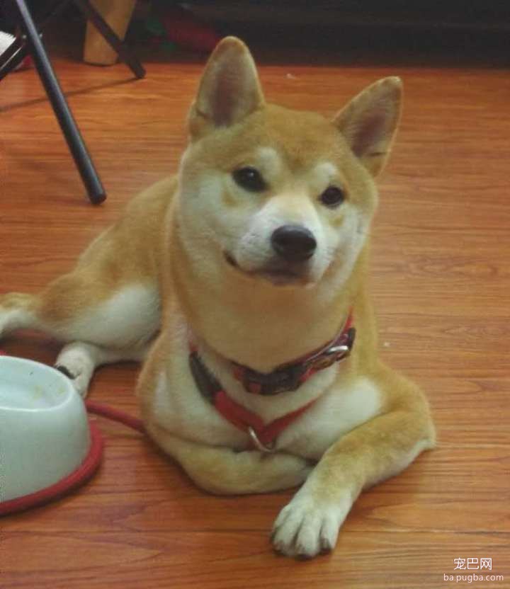 呀，这是谁家的小甜饼？-12.jpeg