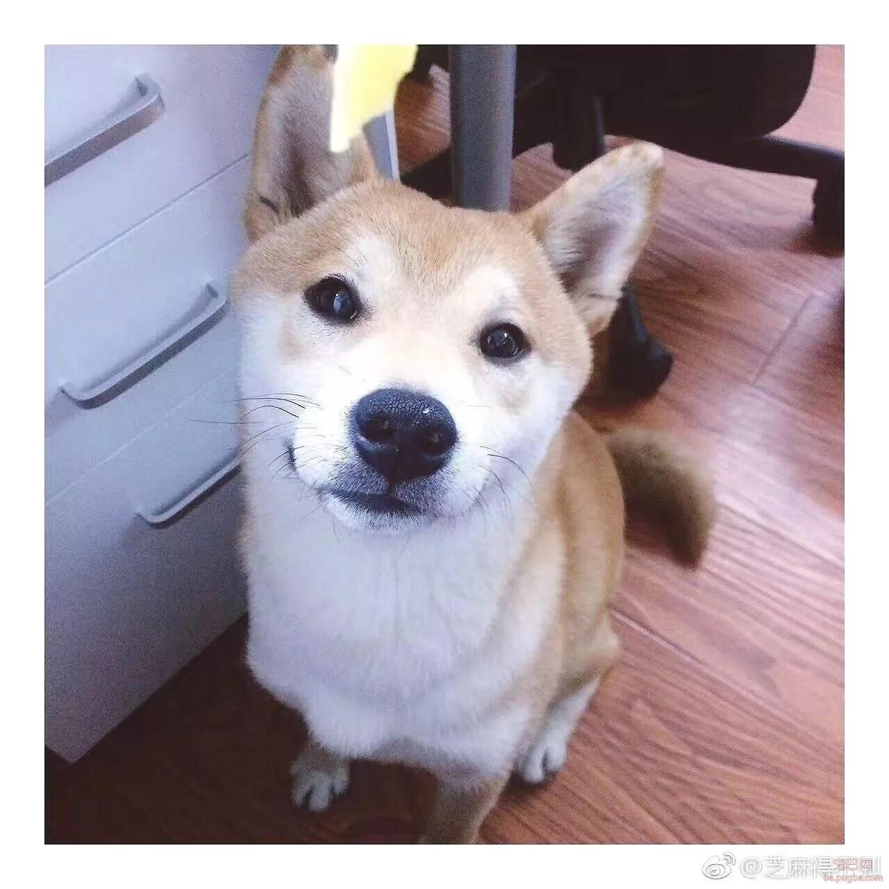 呀，这是谁家的小甜饼？-10.jpeg