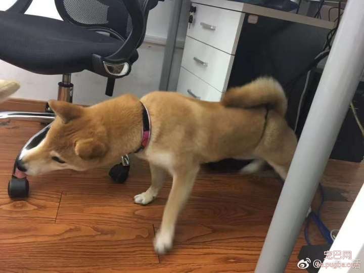 呀，这是谁家的小甜饼？-21.jpeg