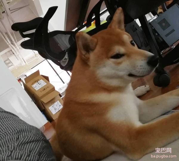 呀，这是谁家的小甜饼？-25.jpeg