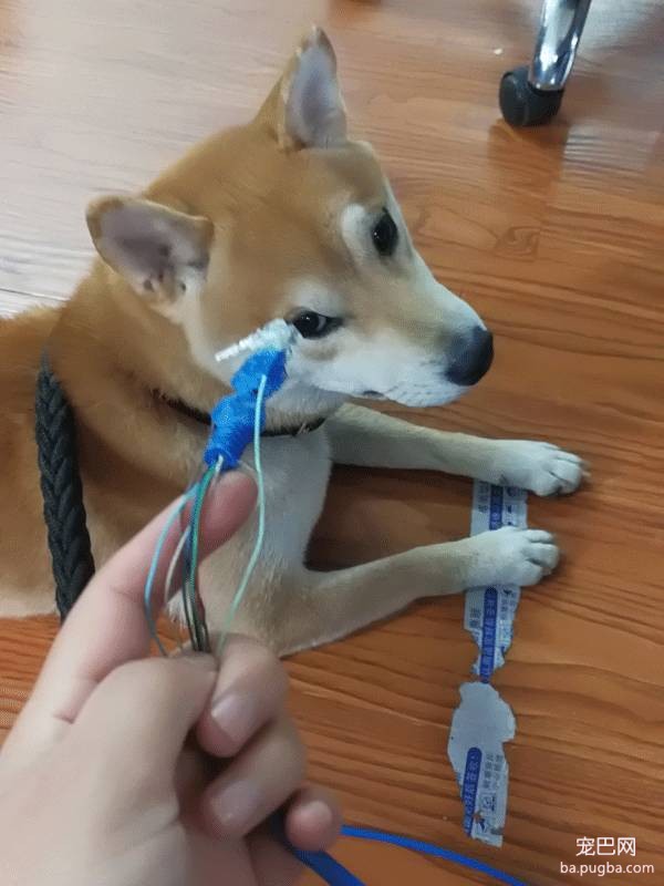 呀，这是谁家的小甜饼？-28.jpeg
