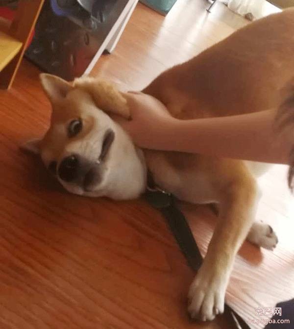 呀，这是谁家的小甜饼？-26.jpeg
