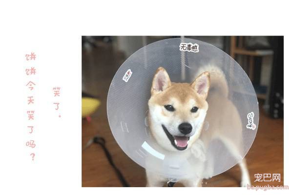 呀，这是谁家的小甜饼？-35.jpeg